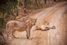 Gir National Park Tour 3 Days Image