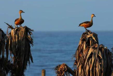 5 Night and 6 Days Exotic Andaman Trip Tour