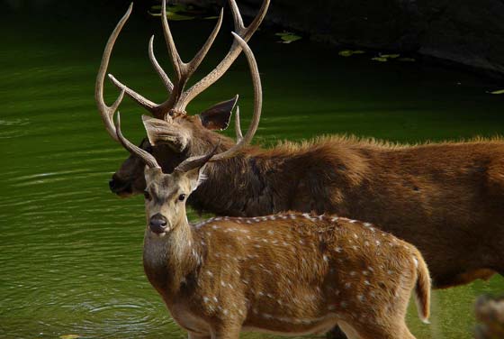 Ranthambore 2 Nights – Ex Jaipur Tour