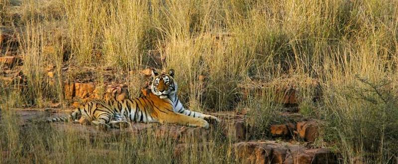 Ranthambore 2 Nights – Ex Jaipur Tour