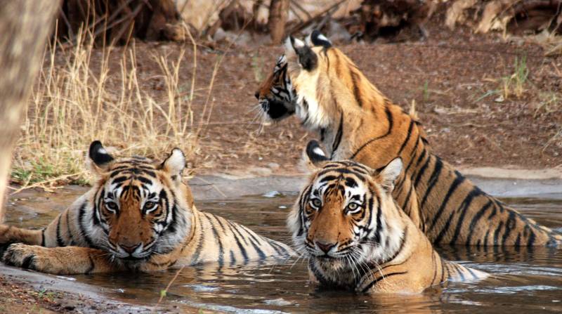 Ranthambore Tour 3 Days