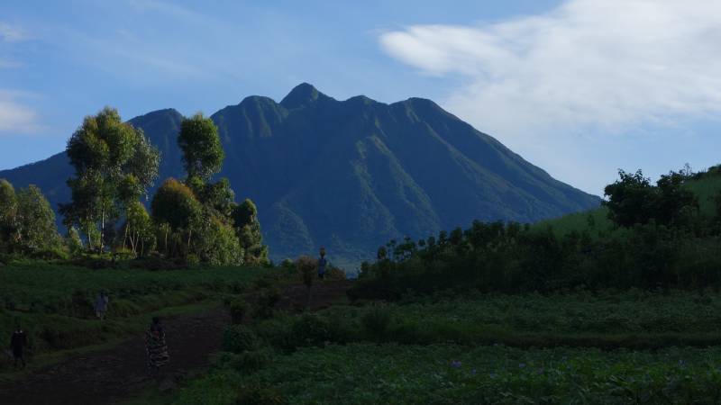 8 Days Uganda/rwanda Gorilla and Wildlife Safari