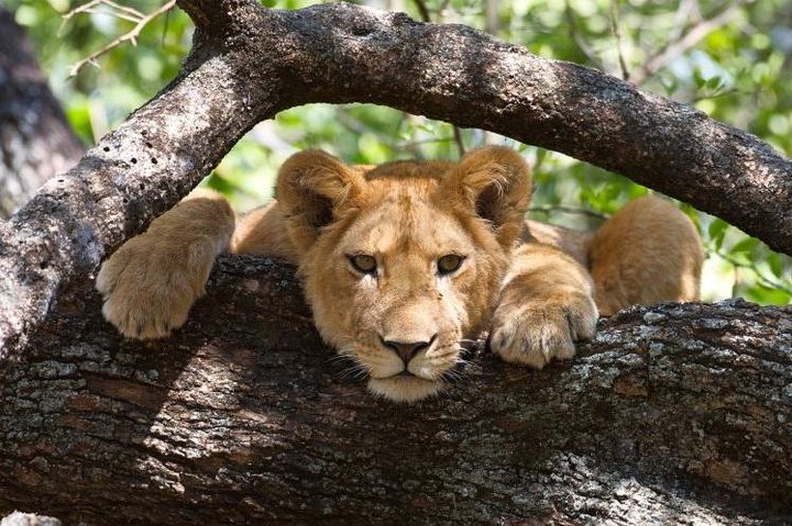 8 Days Uganda/rwanda Gorilla and Wildlife Safari