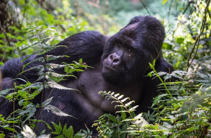 8 Days Uganda/rwanda Gorilla and Wildlife Safari