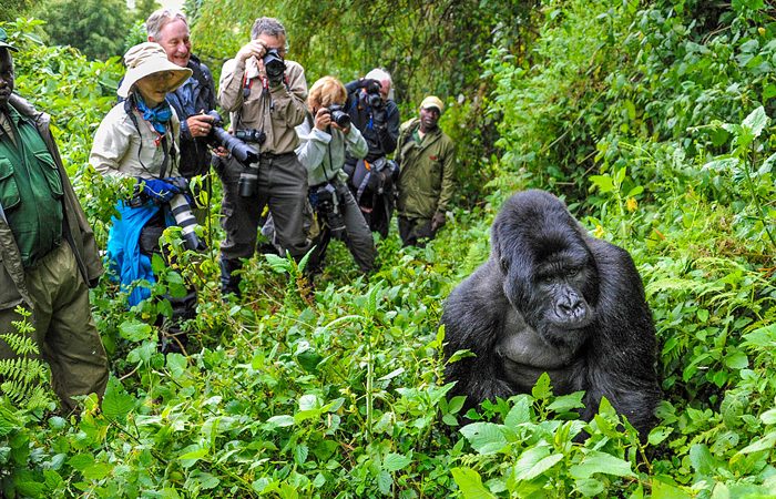 8 Days Uganda/rwanda Gorilla And Wildlife Safari
