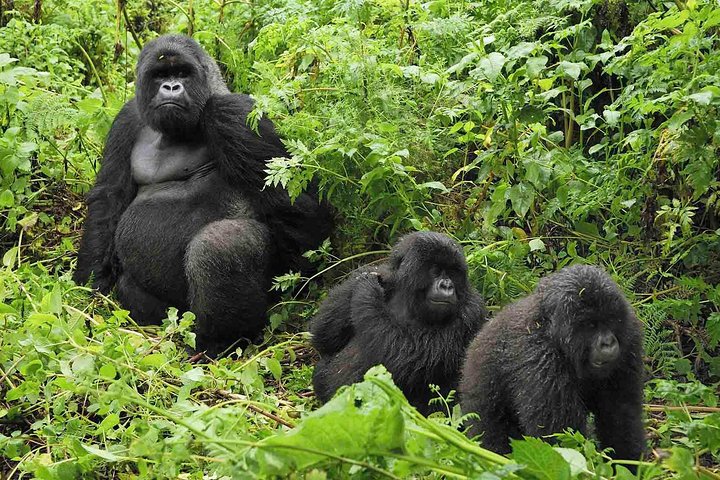 8 Days Uganda/rwanda Gorilla and Wildlife Safari