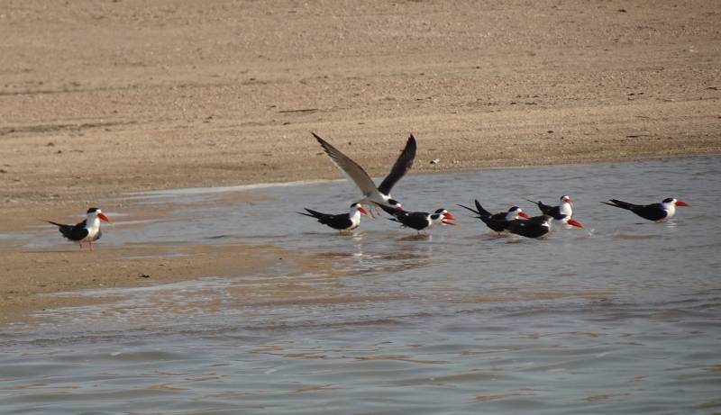 Taj Mahal Chambal Safari Tour