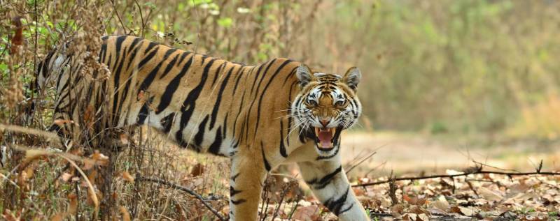 Short Trip Kanha Bandhavgarh