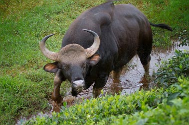 Dooars Adventure Trip Tour