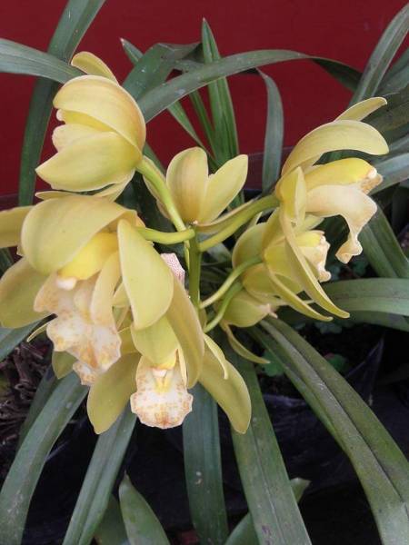 DARJEELING WITH CHOTA MANGAWA & BARA MANGWA ORANGE VILLAGE TOUR - 2N 3D