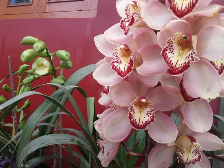 DARJEELING WITH CHOTA MANGAWA & BARA MANGWA ORANGE VILLAGE TOUR - 2N 3D