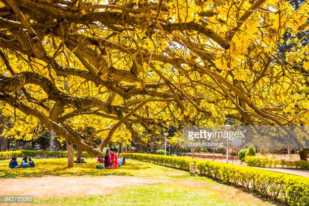 4N5D BANGALORE-MYSORE-OOTY-KODAIKANAL-BANGALORE SOUTH INDIA TOUR PROGRAM