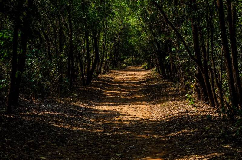 4 Night 5 Days Ranchi-netarhat-betla-mccluskieganj Tour Program