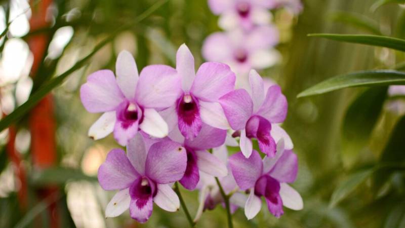 Arunachalpradesh Tour Program