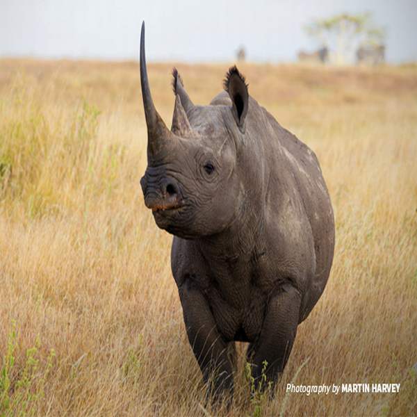 3 Days Tsavo National Park Safari in Kenya