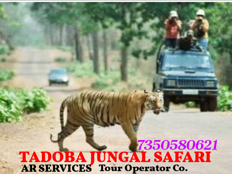 Tadoba Jungal Safari