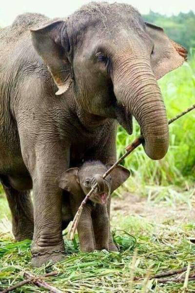 Magnificent of Sri Lanka