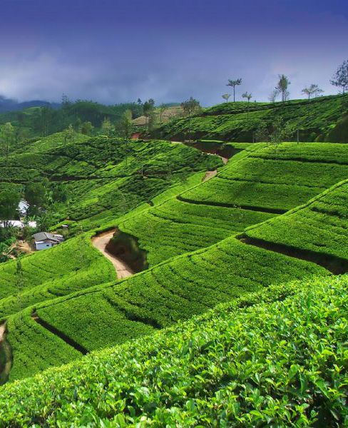 Magnificent of Sri Lanka