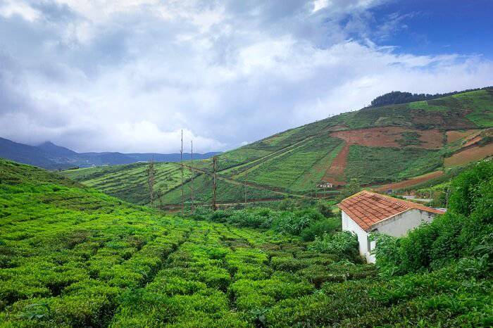 Mesmerizing Coorg and Ooty Tour