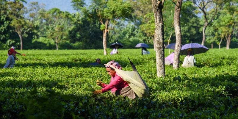 Bhutan Via Hasimara Tour