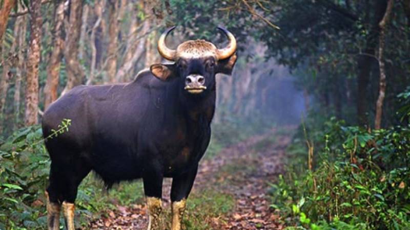 Lataguri with Alipurduar Tour (different Dooars)