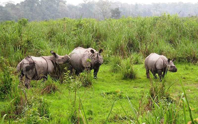 Lataguri with Alipurduar Tour (different Dooars)