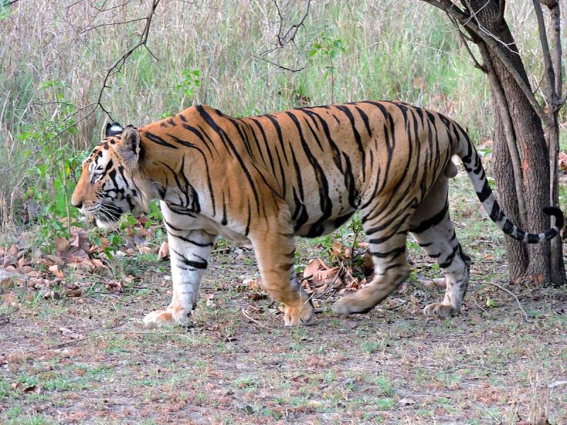 3N/4D Nainital & Jim Corbett National Park Tour package Image