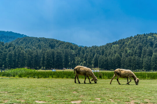3 Nights 4 Days Dalhousie Khajjiar Tour Package from Delhi