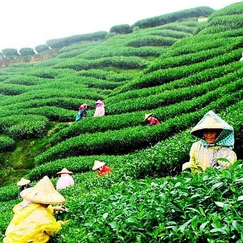 Darjeeling Mirik Tour Package – 3 Nights 4 Days Ex Bagdogra NJP