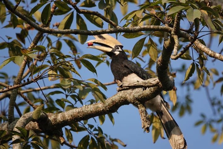 Kathmandu Chitwan Pokhara Nagarkot Tour