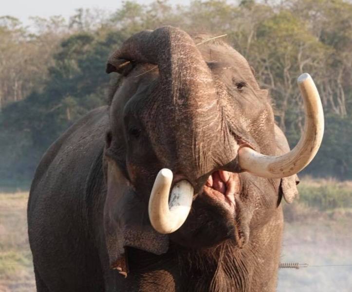 Kathmandu Chitwan Pokhara Nagarkot Tour