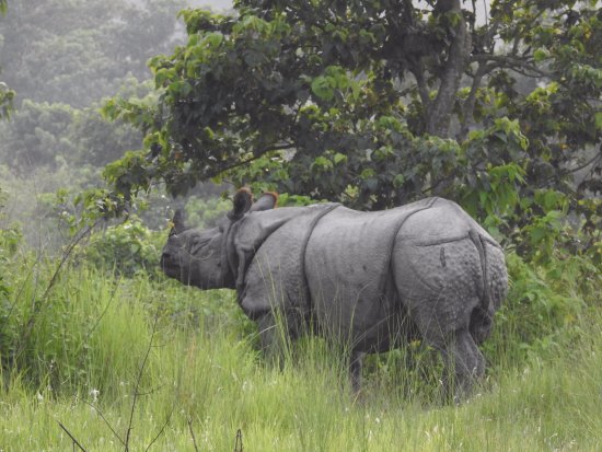 Ghorepani Poon Hill Trek with Wildlife Adventure
