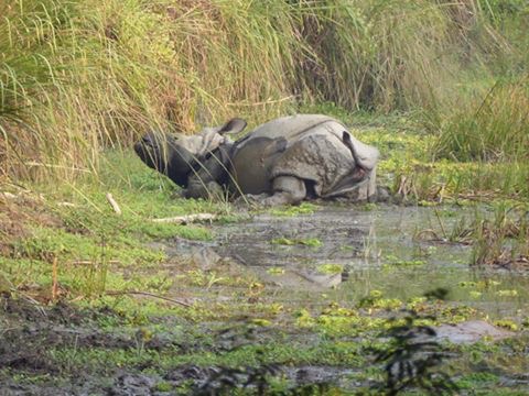 Ghorepani Poon Hill Trek with Wildlife Adventure