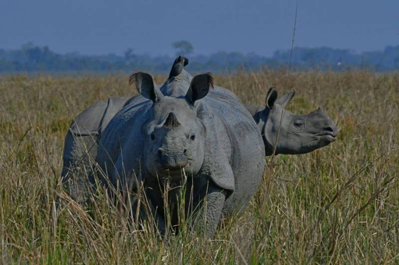 Kaziranga Tour 4 Days