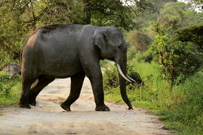 Kaziranga Tour 4 Days