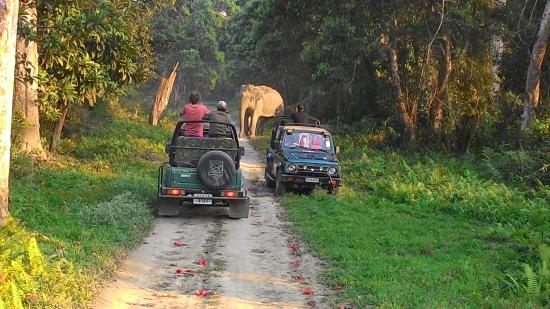 Kaziranga Tour 4 Days