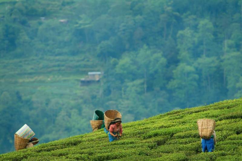 Gangtok Darjeeling Package 03 Nights 04 Days