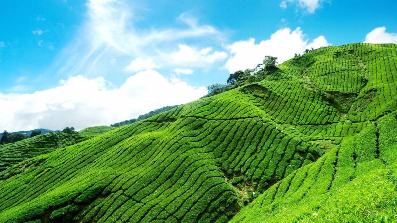 Affordable Experience In Kerala Fly-N-Stay Tour