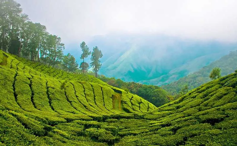 Kerala Delight with Air Fare