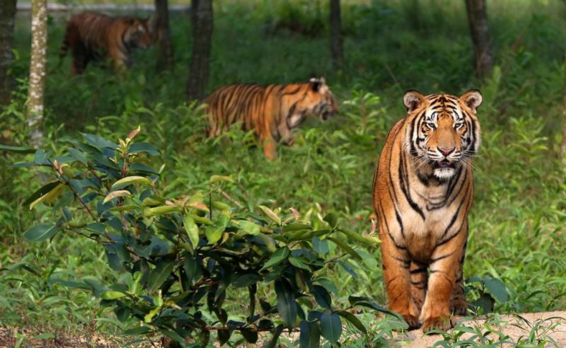 Sundarban (2N/3D)