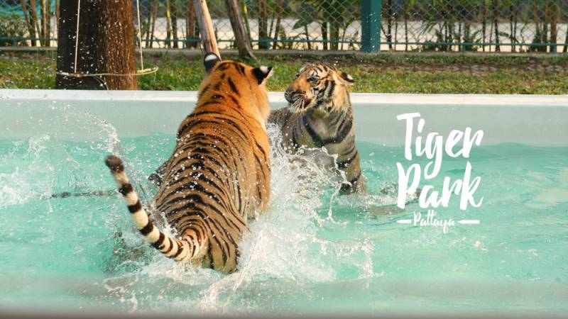 Thailand - the Country of Tropical Beaches -4 Nights 5days Tour