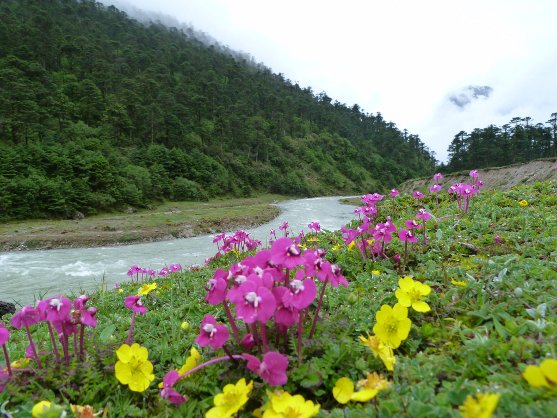 Gangtok, Lachung, Darjeeling Tour