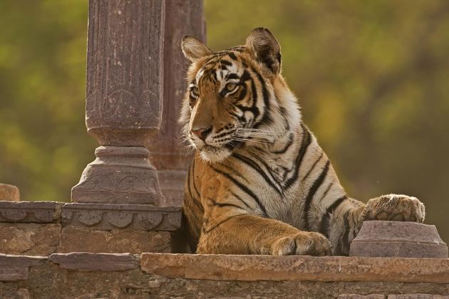 Rajasthan Tour With Tigers