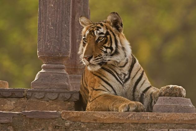 Rajasthan Tour with Tigers