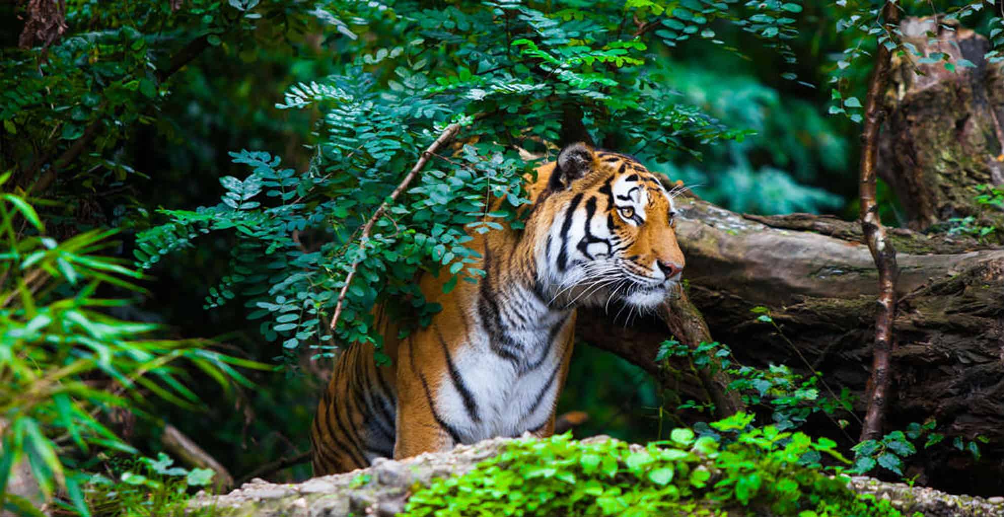 Nainital Kausani with Corbett Tour