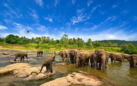 3nights 4days Irresistible Sri Lanka On a Budget Tour