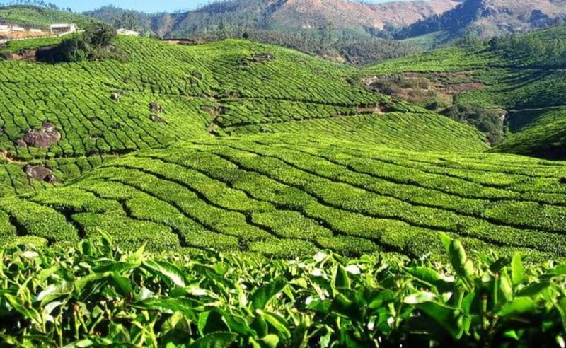 Tea Gardens And Spice Tour Of South India