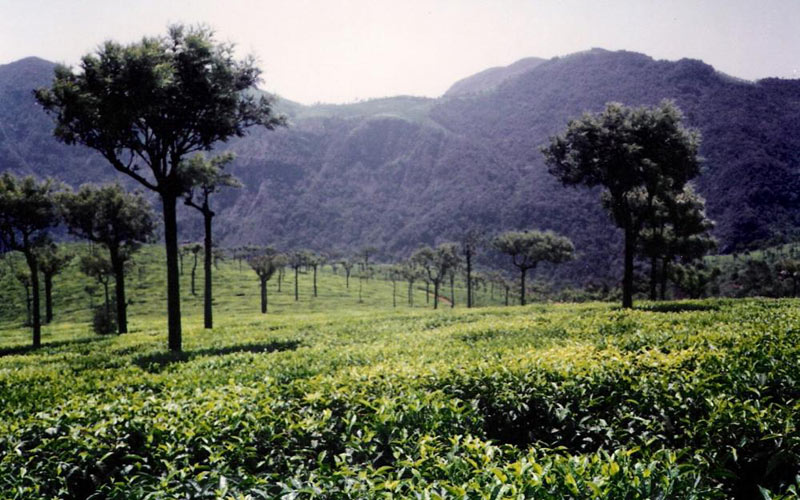 Mysore - Ooty - Kodaikanal Tour