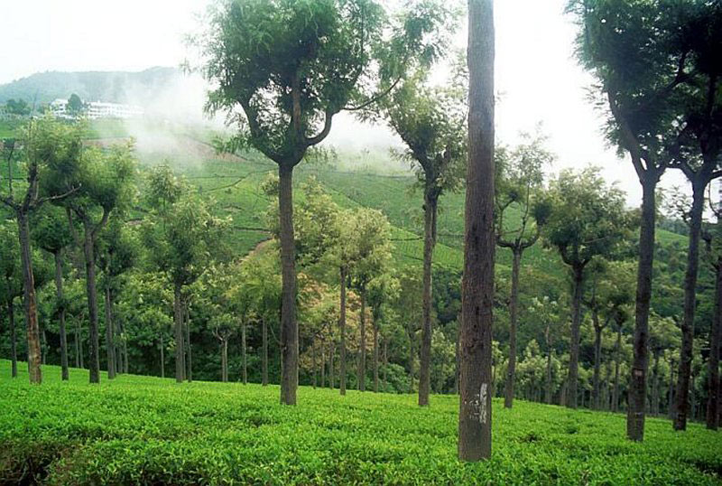 Mysore - Coorg - Ooty Tour