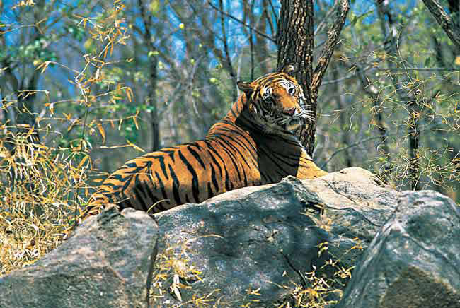 Mysore - Coorg - Wayanad Tour